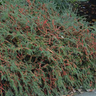 بوته شیرخشت زینتی