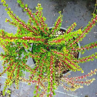 غنچه شیرخشت لرستانی