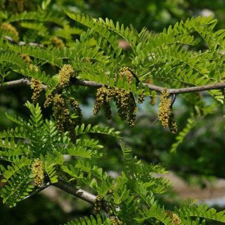 برگ لیلکی آمریکایی