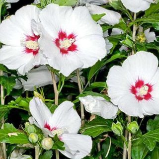 شکوفه ختمی درختی