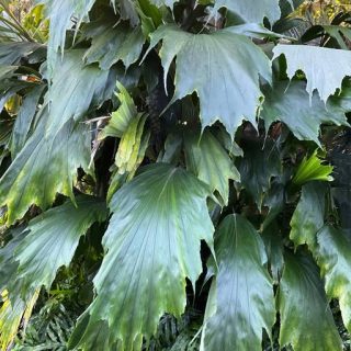 نخل دم ماهی هوکر