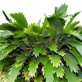 نخل دم ماهی هوکر در گلدان