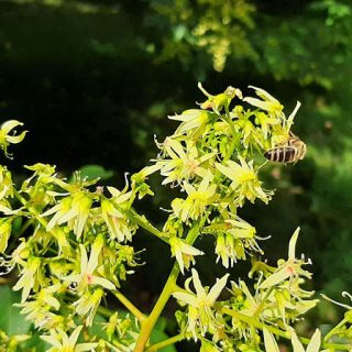 شاخه و برگ باران طلایی شانه‌ای