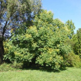 بوته باران طلایی شانه‌ای