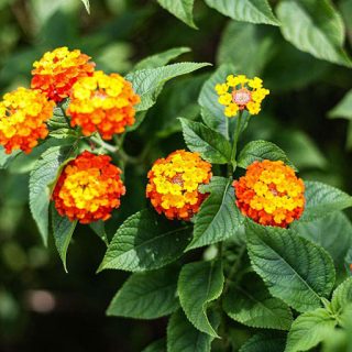 شاخه و برگ شاهپسند درختی