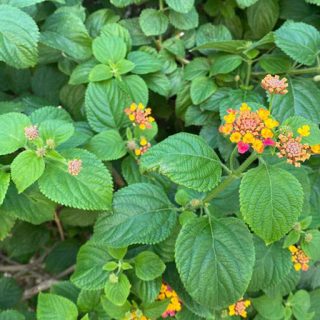 غنچه شاهپسند درختی