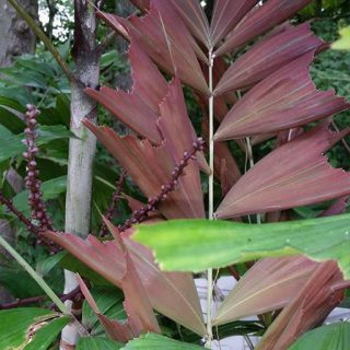 نخل دم ماهی پاپوا