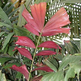 نخل دم ماهی پاپوا