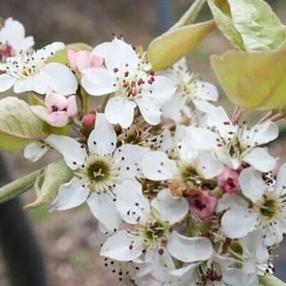 شکوفه گلابی توسی