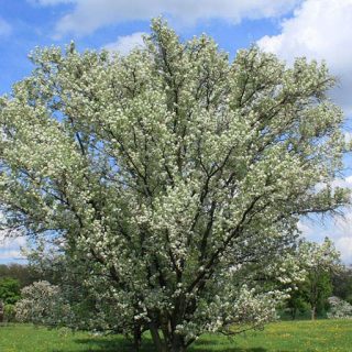 درخت گلابی توسی