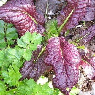 شکوفه اسفناج ژاپنی قرمز