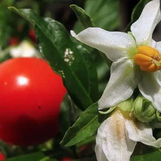 شکوفه گوجه زینتی