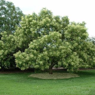 درخت تلخ بیان درختی در زمین