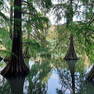 سرو دارتالاب در زمین