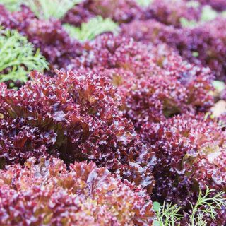 بذر کاهو فر بنفش در باغ