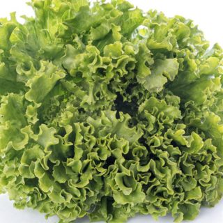 بوته کاهو پیچ فردوس