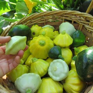 بذر کدو ستاره ای میکس در سبد