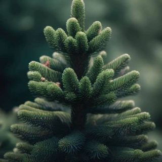 شاخه کاج جنوبی اروپایی