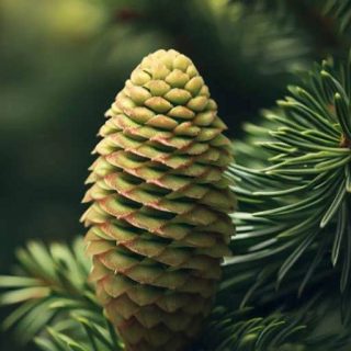 کاج جنوبی اروپایی از روبرو