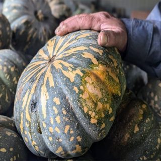 کدو تنبل ببری گرد