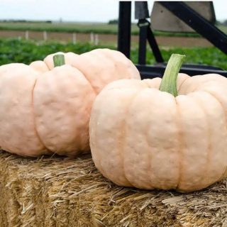 کدو تنبل عروسکی چینی در زمین