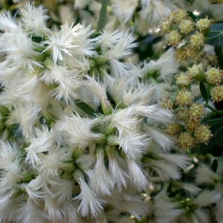 گل باکاریس روبرو