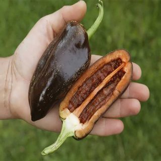 فلفل پاپریکا شکلاتی برش خورده