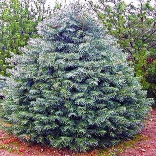 درخت کاج نراد کانکلور در باغ