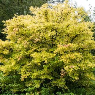 درختچه کورنوس سنگوئینا