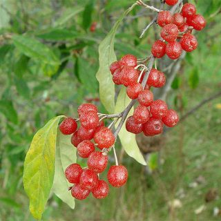 ساقه سنجد ژاپنی