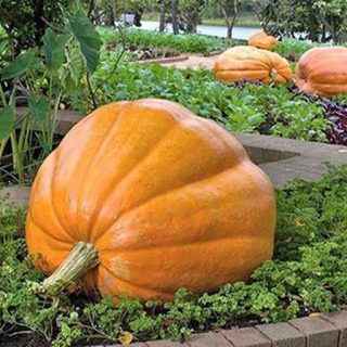 کدو تنبل غول سان استوانه ای در طبیعت