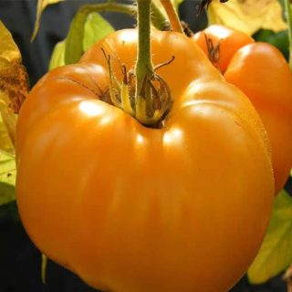 شاخه گوجه فرنگی غول پیکر پرتغالی درختی