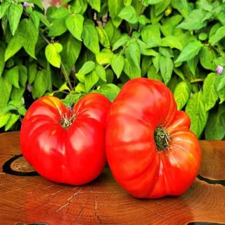 بذر گوجه فرنگی غول پیکر قرمز بوته ای پس زمینه