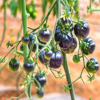 گوجه فرنگی غول پیکر ارغوانی درختی برش خورده