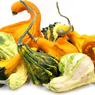 کدو گرملینز زیبا