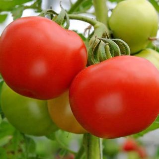 بذر گوجه فرنگی قرمز بوته ای آبدار پس زمینه