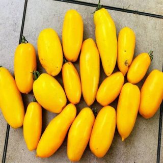 میوه گوجه زیتونی زرد درشت درختی