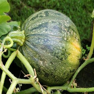 ساقه کدو تنبل ببری کشیده