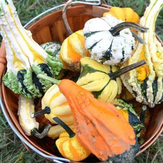 بذر کدو خورشتی میکس در سبد