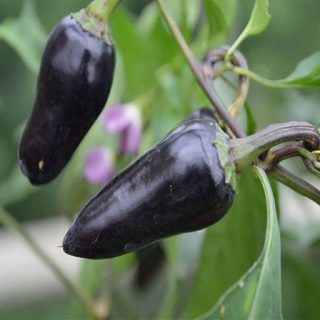 بوته فلفل پاپریکا بنفش