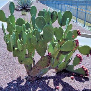 بوته اپونتیا فیکوس اینریکا