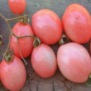 بذر گوجه فرنگی صورتی بوته ای