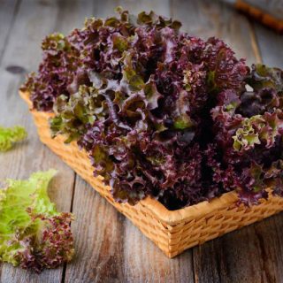 کاهو پیچ ارغوانی در سبد