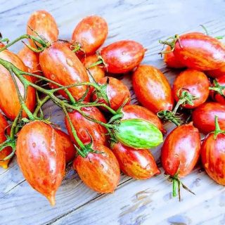 شاخه گوجه زیتونی ببری قرمز درختی