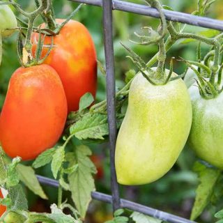 ساقه گوجه زیتونی قرمز درختی