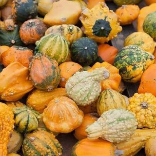 کدو حلوایی زینتی (کدو زینتی شهر آفتاب)