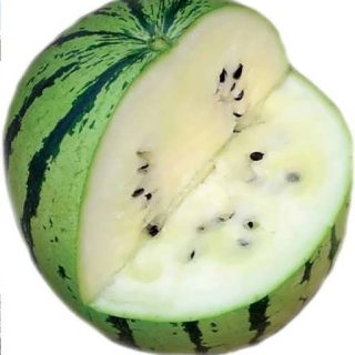 هندوانه سفید از نزدیک