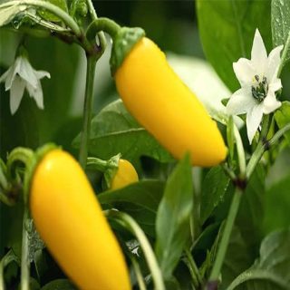 شکوفه بذر فلفل زرد فرزنو (فلفل کریمسون زرد)