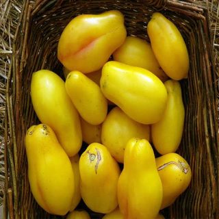 بذر گوجه زیتونی زرد درختی در سبد