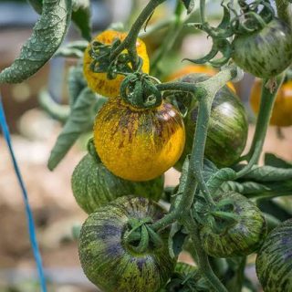 ساقه گوجه زیتونی ببری زرد درختی